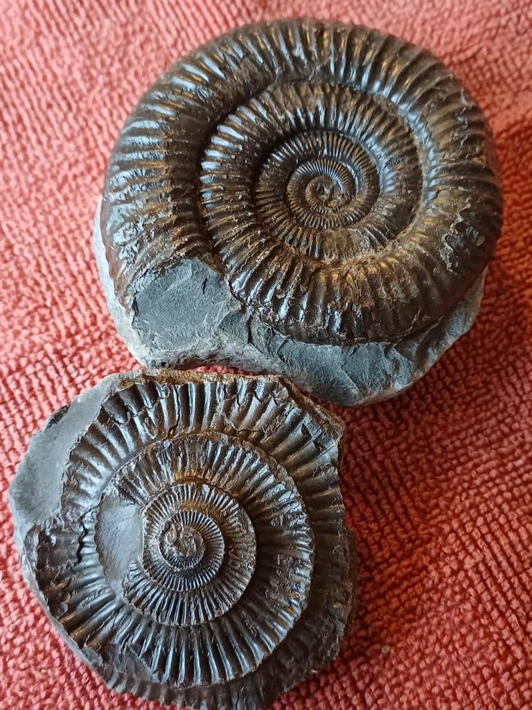 Dactylocères pyritisés d'Angleterre - ammonite, Enlèvement ou Envoi, Fossile
