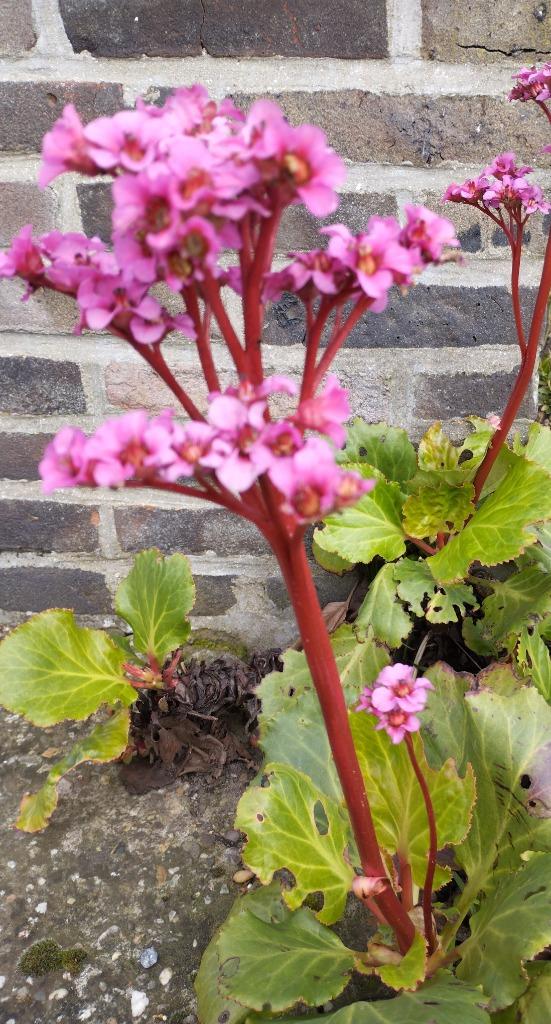 Mooie roze schoenlapperplant voor buiten, Tuin en Terras, Planten | Tuinplanten, Ophalen, Lente, Vaste plant, Overige soorten