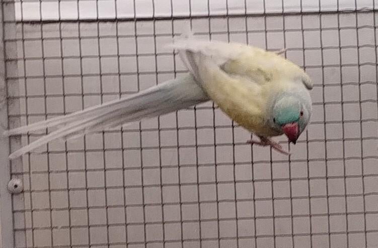 Halsband parkiet, Dieren en Toebehoren, Vogels | Parkieten en Papegaaien, Parkiet