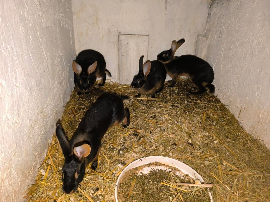 Belgische haas, Dieren en Toebehoren, Meerdere dieren, Middelgroot, 0 tot 2 jaar