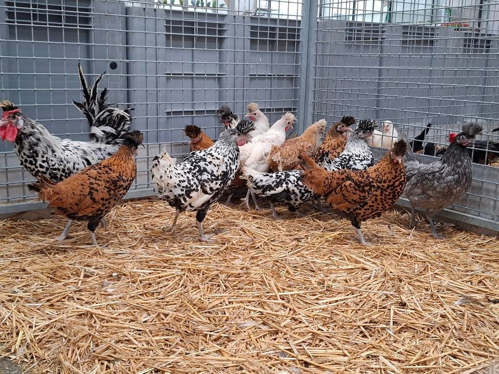Appenzeller spitskuif kippen , uniek in zijn soort , kip, Dieren en Toebehoren, Pluimvee, Meerdere dieren, Kip