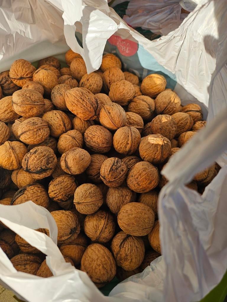 Des noix/noix fraîches à vendre au kilo !, Enlèvement