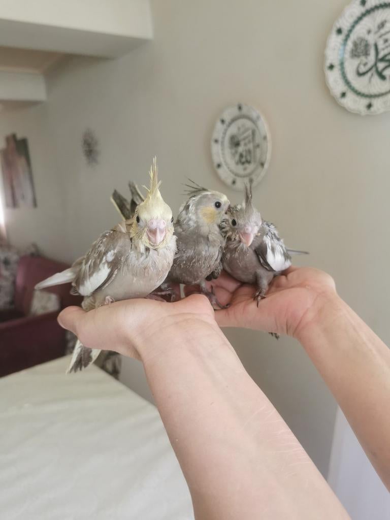 Zeer tamme en bijzonder lieve Valkparkieten, Dieren en Toebehoren
