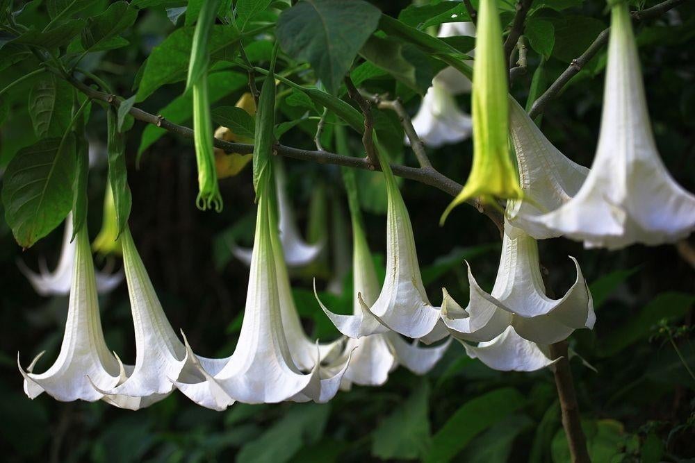 Brugmansia ( engelen trompet), Tuin en Terras, Planten | Tuinplanten, Ophalen of Verzenden