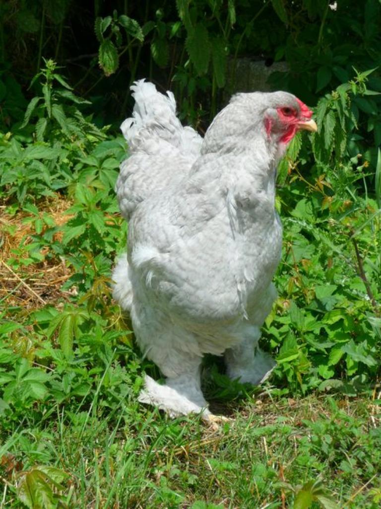 Oeufs fécondés à incuber gris perle coucou 4€ / oeuf, Animaux & Accessoires, Envoi, Neuf