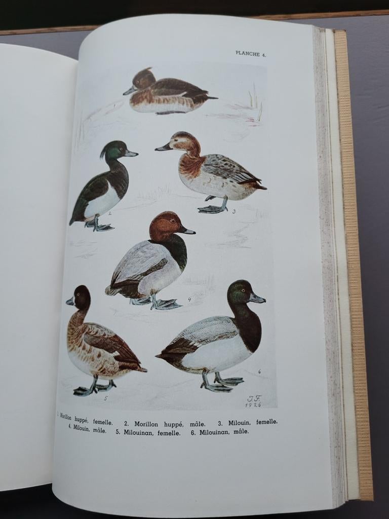 Les Oiseaux d'Eau de Belgique  par Leon Lippens 1941, Ophalen of Verzenden, Zo goed als nieuw