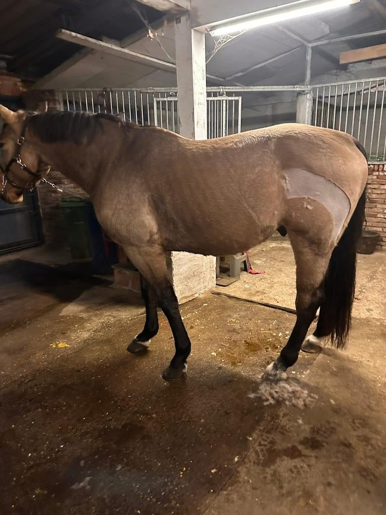 Scheren van paarden & ponys