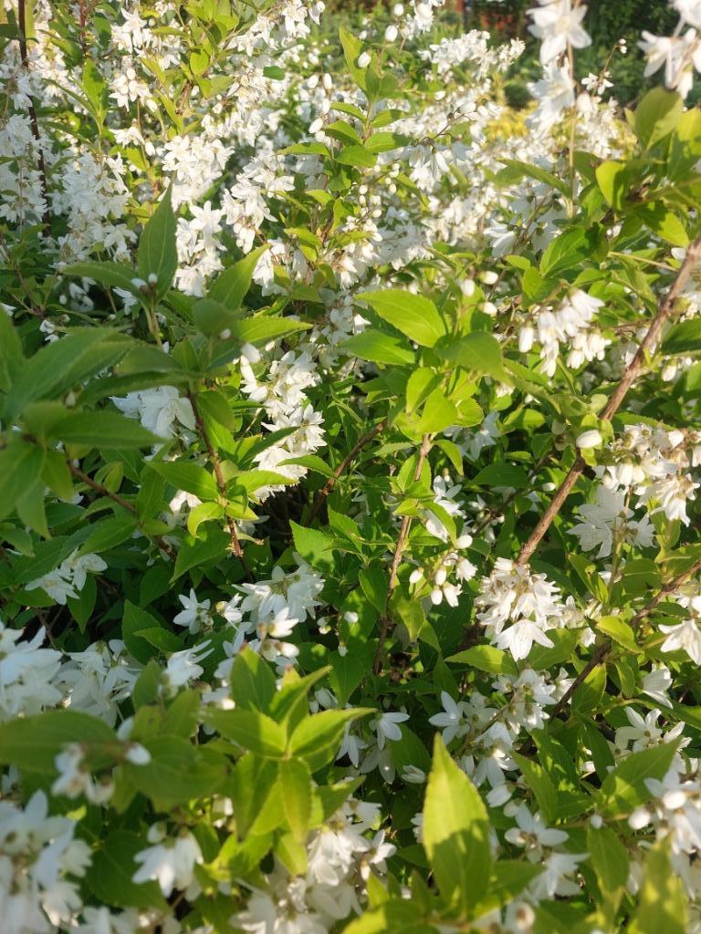 Fleur de mariée blanche : arbuste ornemental Deutzia Gracill, Enlèvement, Autres espèces, Arbuste, Moins de 100 cm