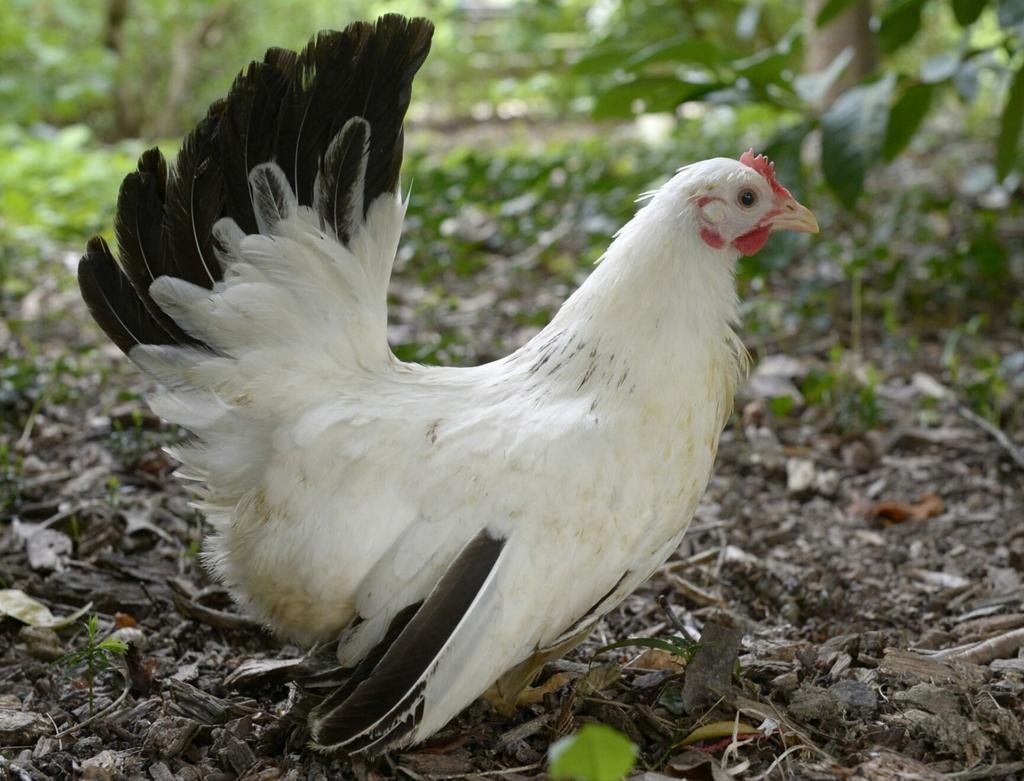 Chabo krielkippen jonge hennen beschikbaar, Dieren en Toebehoren, Vrouwelijk, Kip