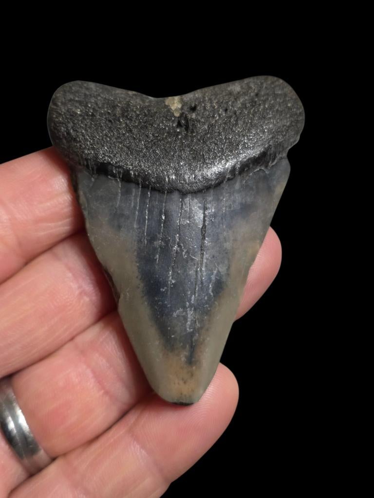C. carcharias géant (requin blanc) du Cap (2,7 po/6,8 cm), Enlèvement ou Envoi, Fossile