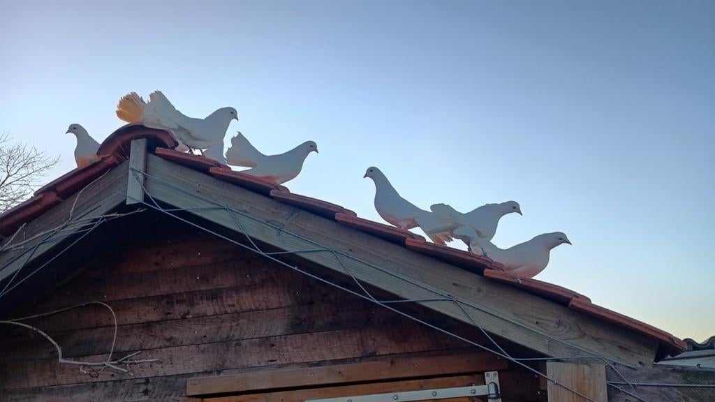 Pauw staartjes jongen en al koppeltjes, Dieren en Toebehoren