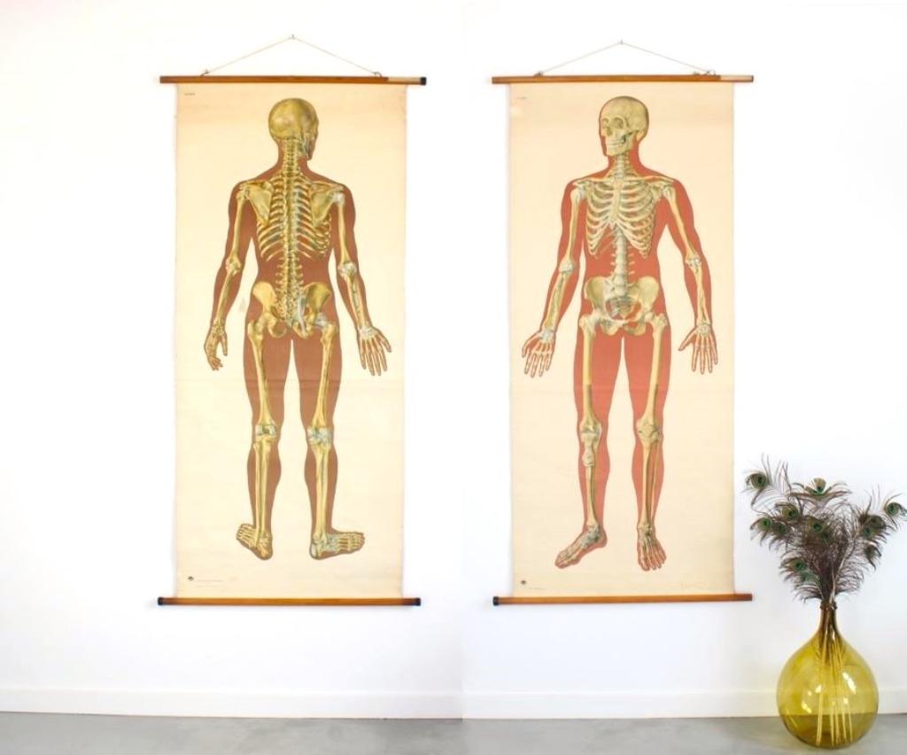oude schoolplaten: anatomie van het menselijk lichaam, Antiek en Kunst, Ophalen of Verzenden, Natuur en Biologie