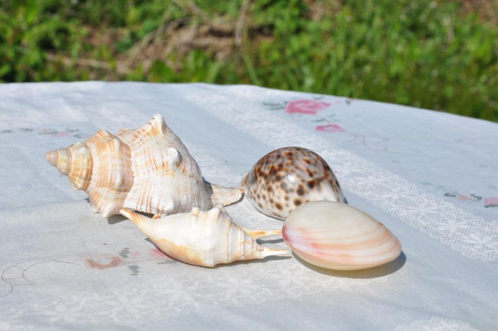 lot de 4 coquillages, Ophalen of Verzenden, Schelp(en)