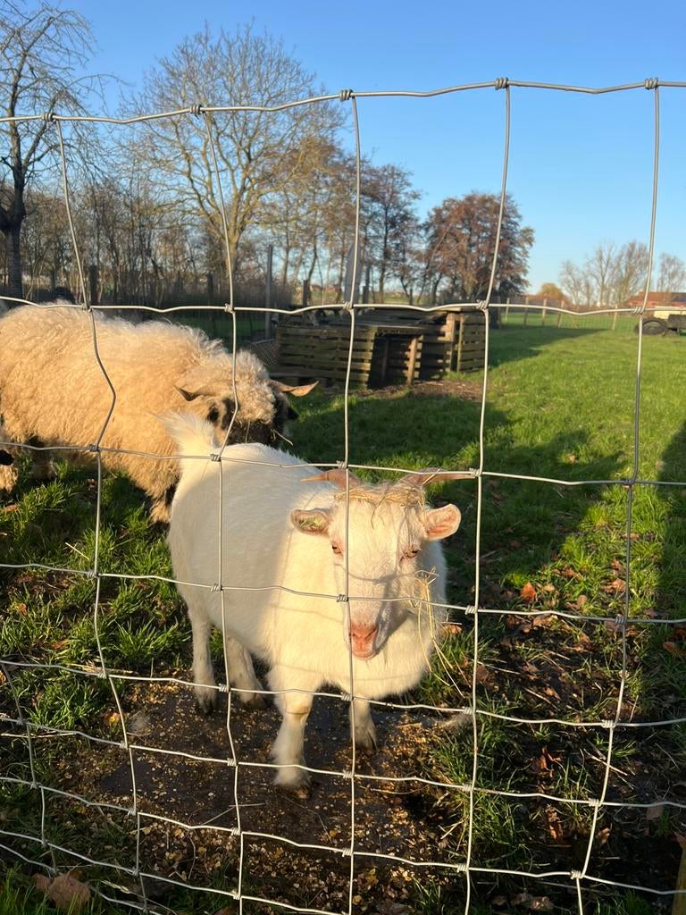 5***** huisje gezocht voor onze geit, Chèvre