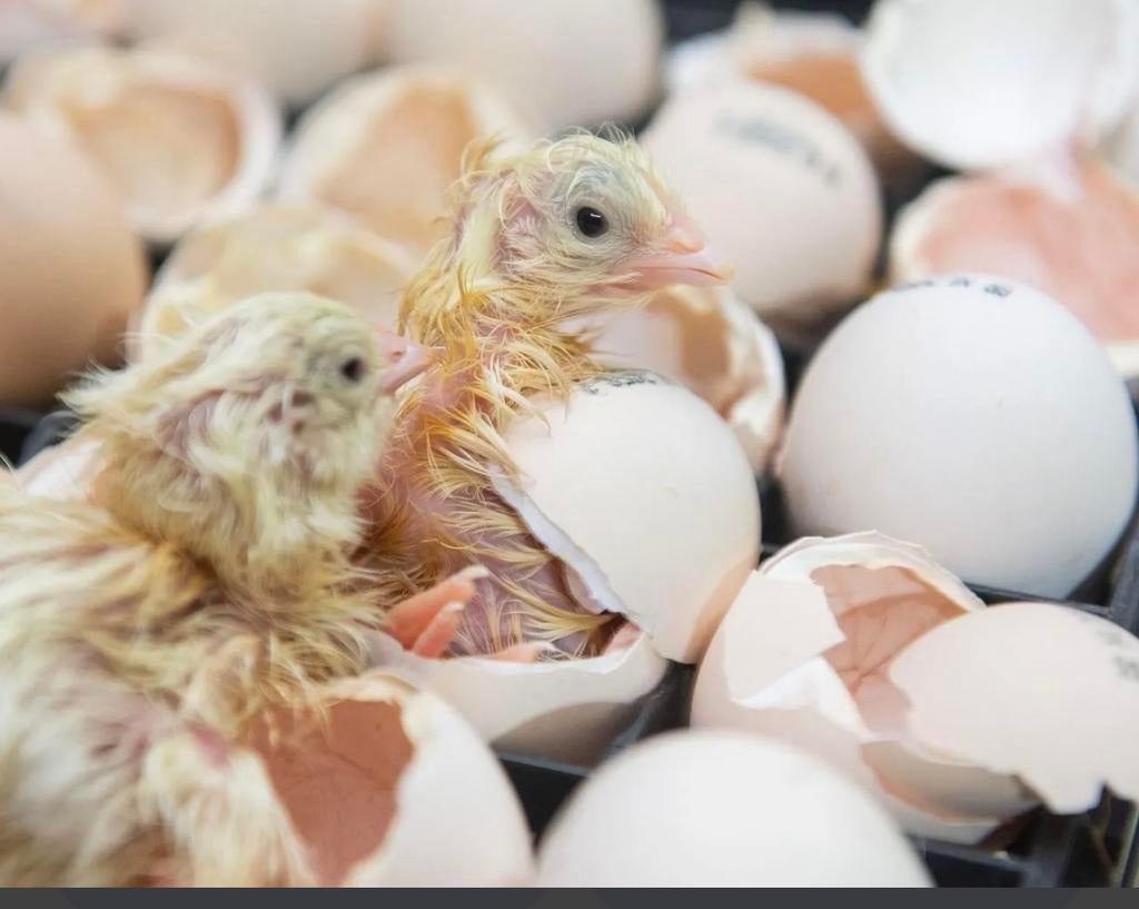 Broedservice/ uitbroeden eieren, Kip