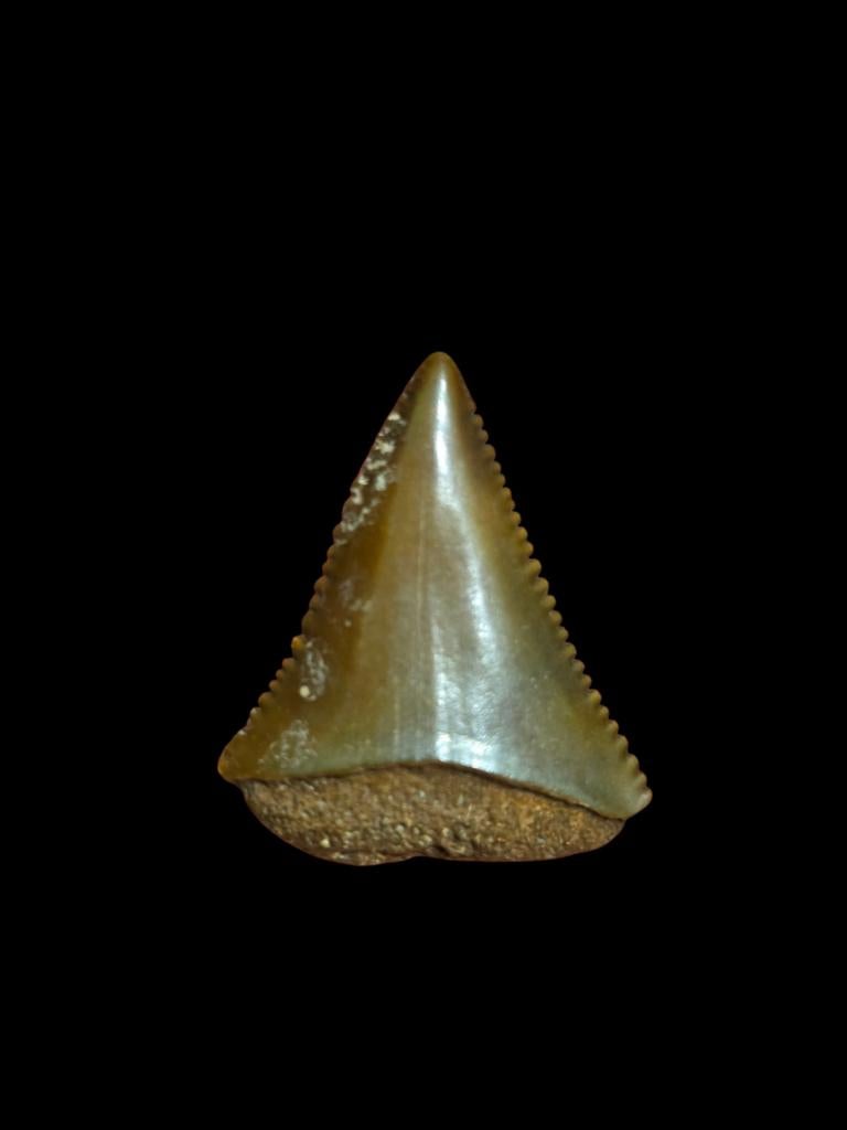 Carcharodon carcharias (requin blanc) de Caroline des États-, Enlèvement ou Envoi, Fossile