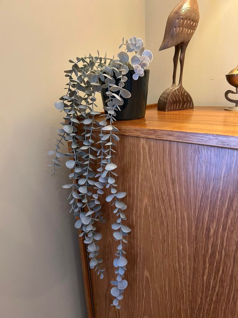 Plante eucalyptus FEKJA, Enlèvement, Comme neuf