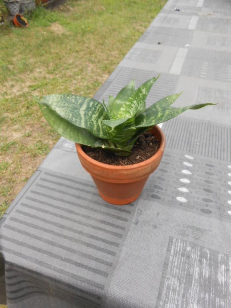 plant sanseveria triffasciata H10cm, Ophalen, Overige soorten, Halfschaduw, In pot