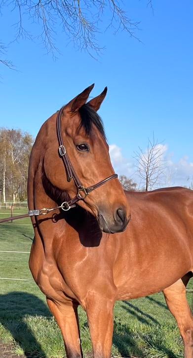 Hele mooie allround merrie, Dieren en Toebehoren, Paarden, Merrie