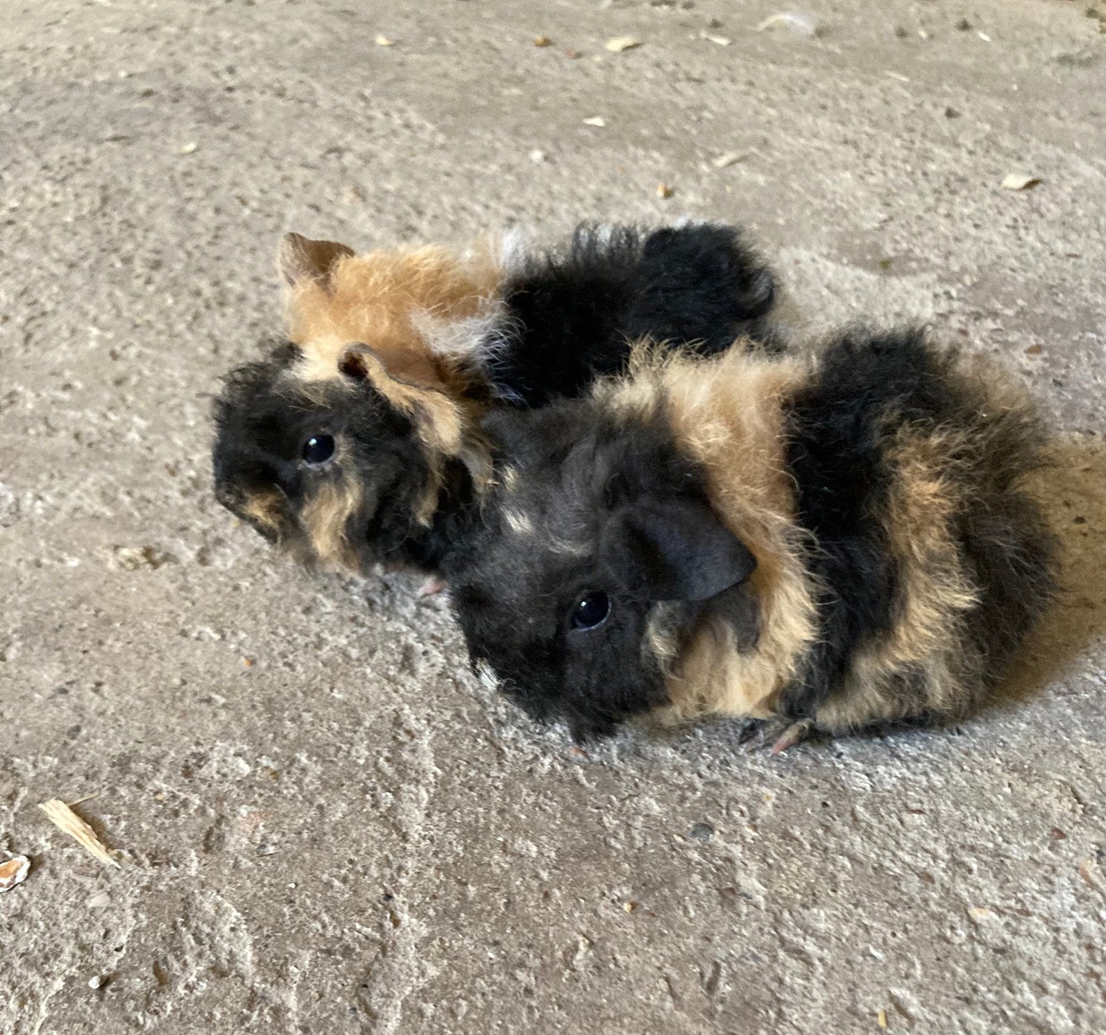 2 alpaca cavia zeugjes, Dieren en Toebehoren, Knaagdieren, Juni, Cavia