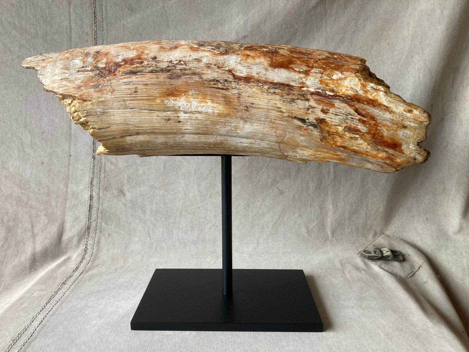 Witte mammoettand 50cm,  8 kg diameter 15 cm, Verzamelen, Ophalen, Fossiel