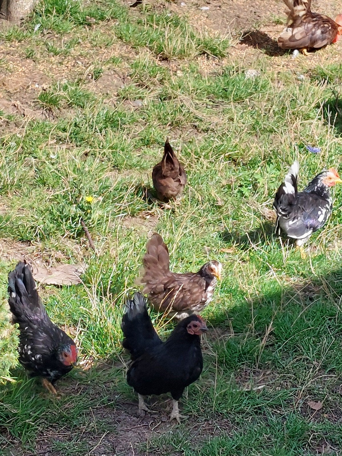 seramas , 1 hen ( zwart ) + 4 kuikens, Animaux & Accessoires, Volatiles