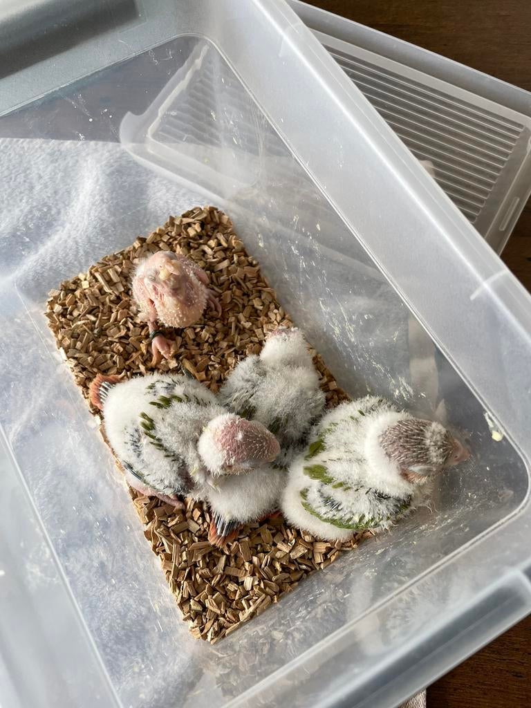 Jonge handtamme pyrrhura geringd voor verder handopfok, Meerdere dieren, Parkiet, Geringd