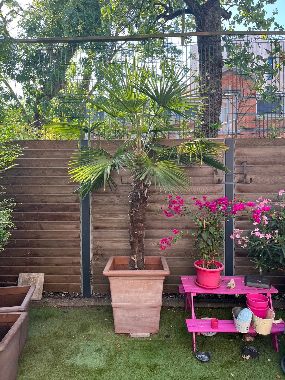 Palmier 2m50, Jardin & Terrasse, Plantes | Arbres, Enlèvement, En pot, Palmier