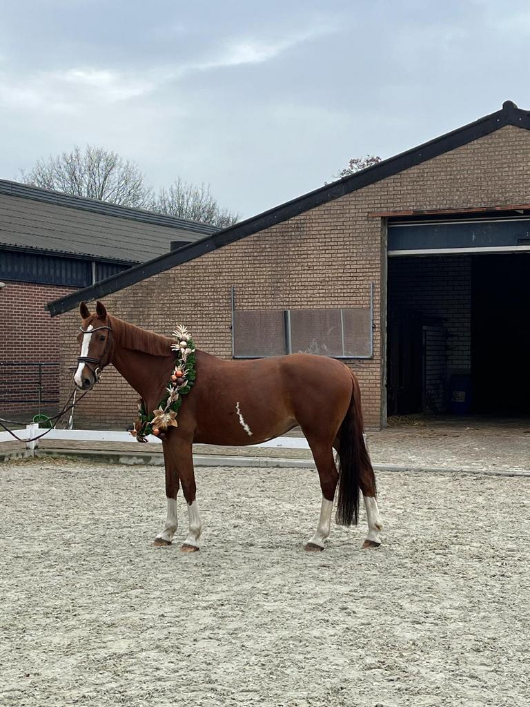 Te koop wegens omstandigheden, Dieren en Toebehoren, Merrie, Niet van toepassing, 11 jaar of ouder, Ingeënt
