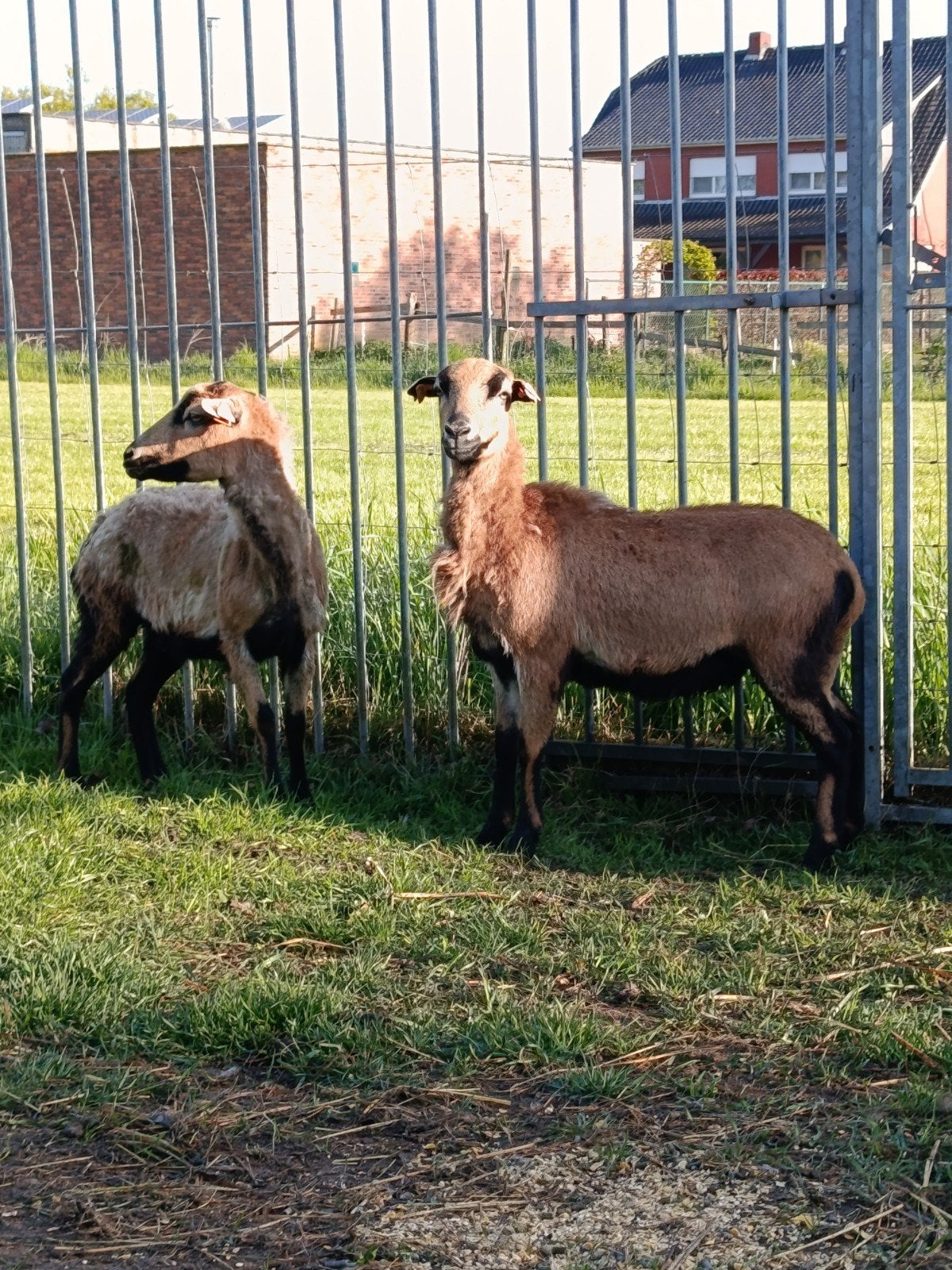 Drachtige Kameroen ooien, Dieren en Toebehoren