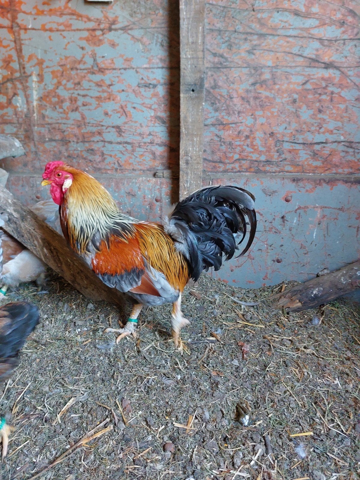 Mooie blauwpatrijs haan, Dieren en Toebehoren, Pluimvee, Mannelijk, Kip