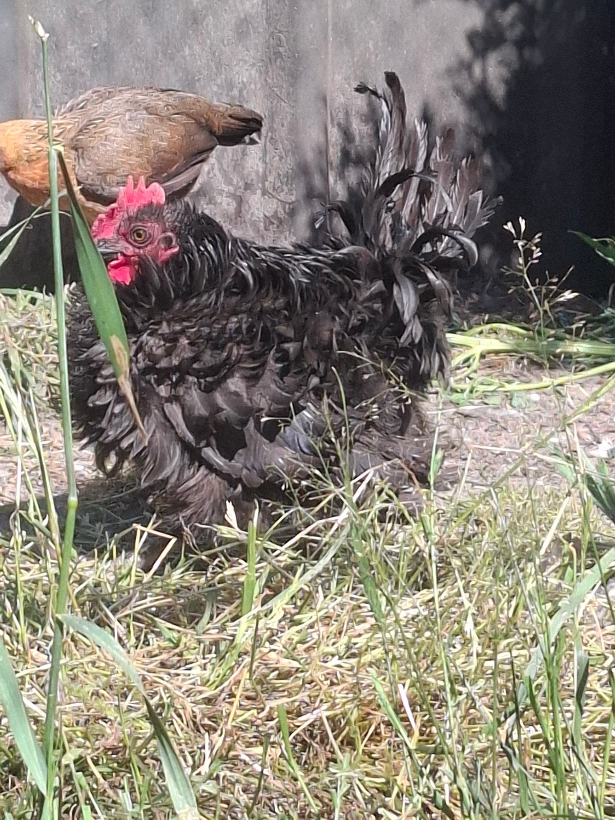 Chabo krulveer zwart, Dieren en Toebehoren, Pluimvee