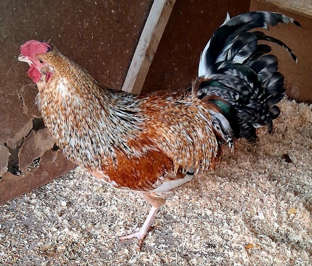 Zanghaan, Dieren en Toebehoren, Mannelijk, Kip