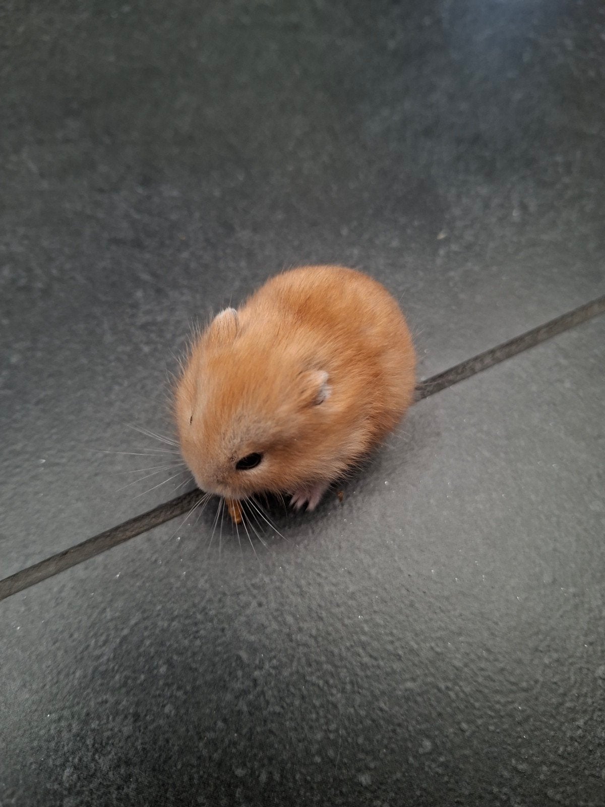 Jonge Russische dwerghamster, Hamster, Mâle, Domestique, Mai