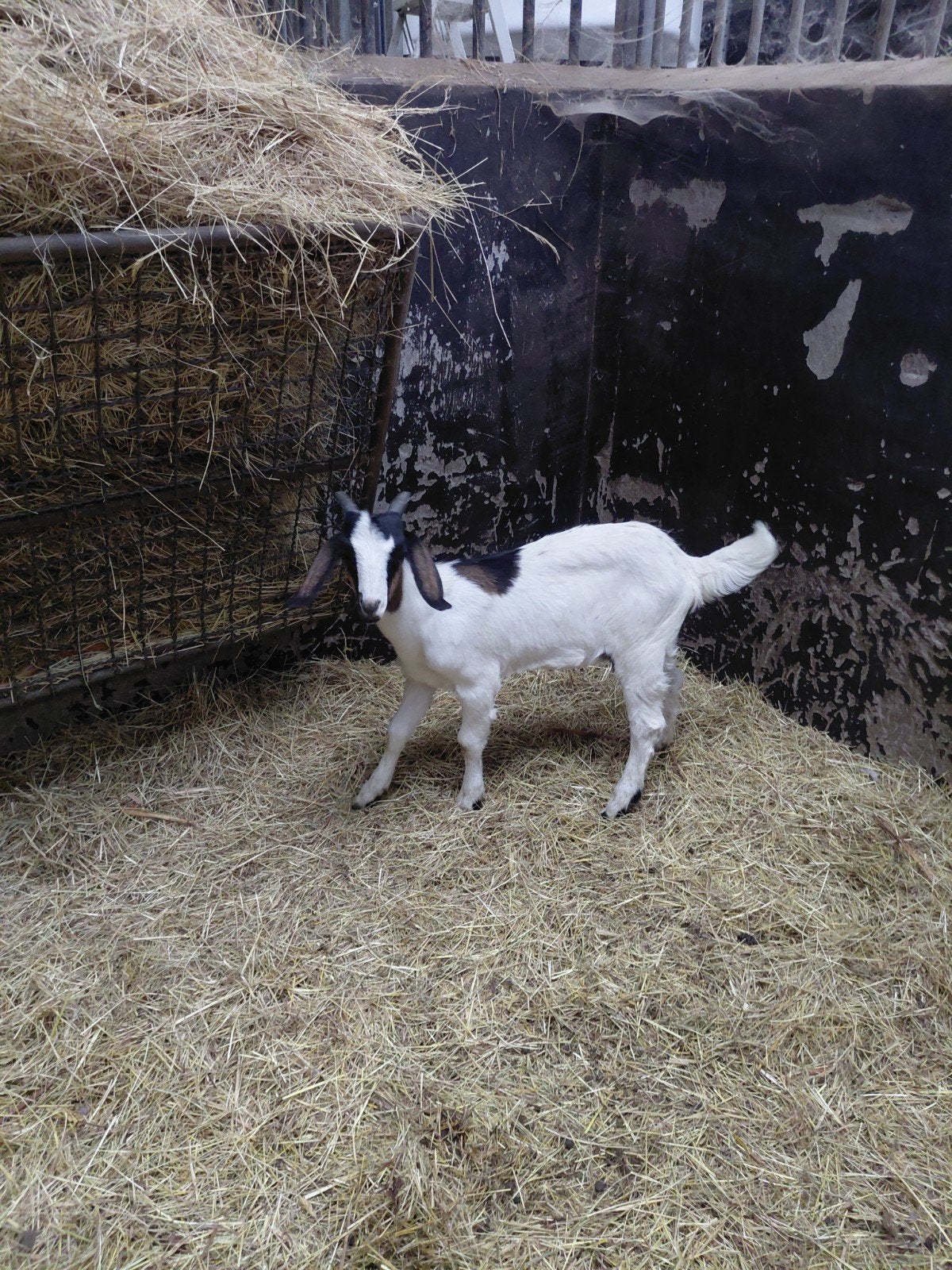 mooie geitjes 2 jonge mieke's sanengeit x boergeit, Vrouwelijk, Geit