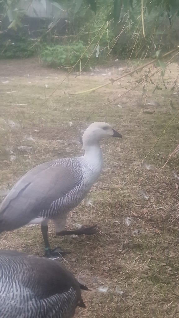 Magelhaen gans, Dieren en Toebehoren, Mannelijk, Gans of Zwaan