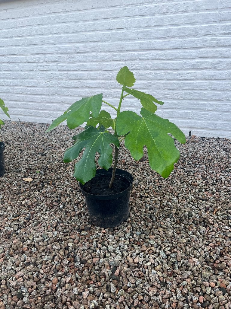 Vijgenboom - 30 tot 40 cm - Ficus carica 'Brown Turkey’, Ophalen, Minder dan 100 cm, In pot, Bloeit niet