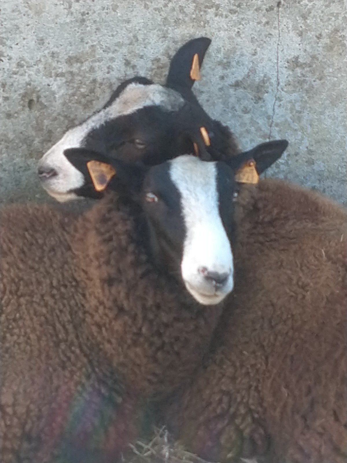 ram, Dieren en Toebehoren, Mannelijk, Schaap, 0 tot 2 jaar