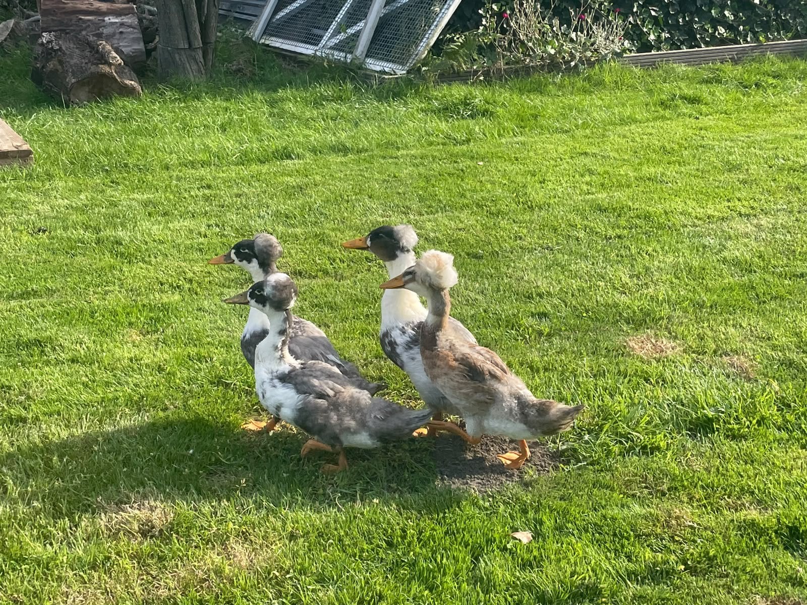 Jonge Hollandse kuifeenden, Dieren en Toebehoren