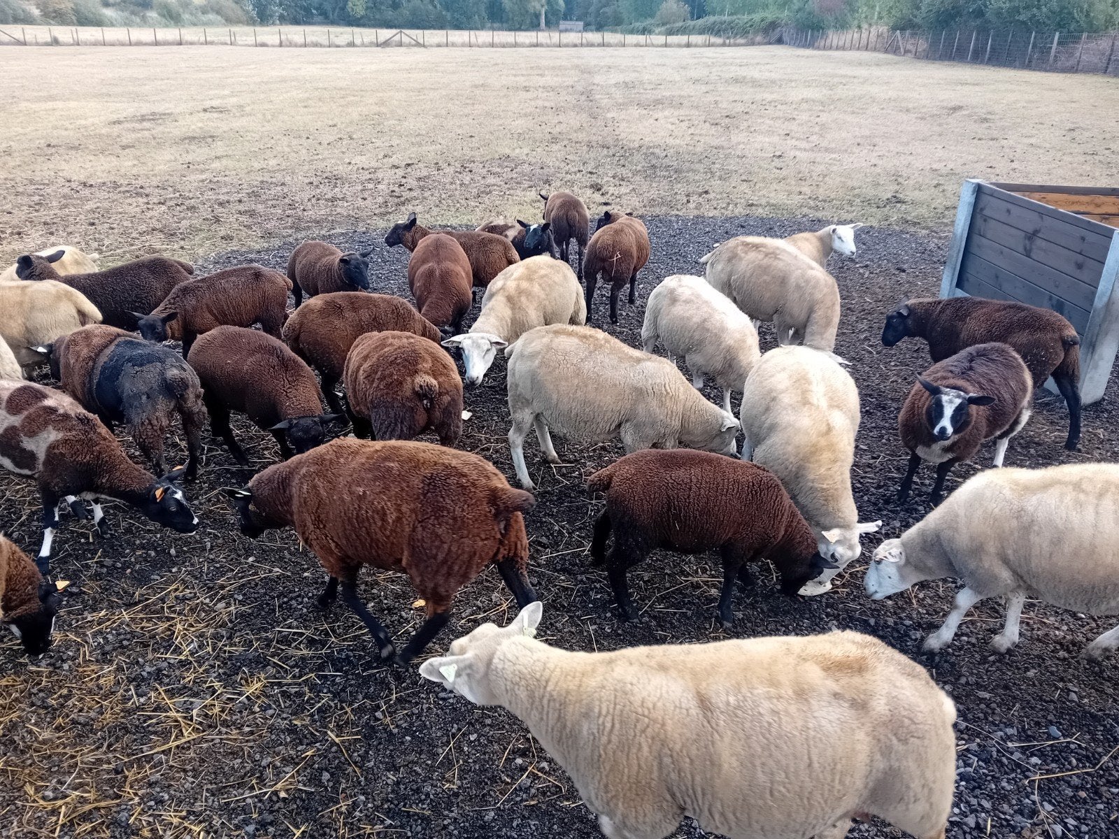 10 dekrammen, Mannelijk, Schaap, 0 tot 2 jaar