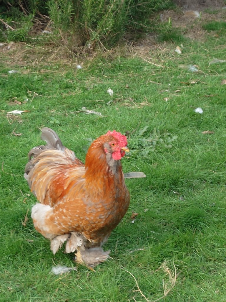 haantje, Dieren en Toebehoren, Mannelijk, Kip