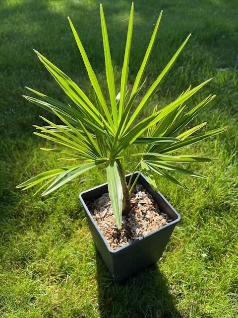 Winterharde palmboom Trachycarpus fortunei wagnerianus, Tuin en Terras, Planten | Bomen, In pot, Halfschaduw, Ophalen of Verzenden