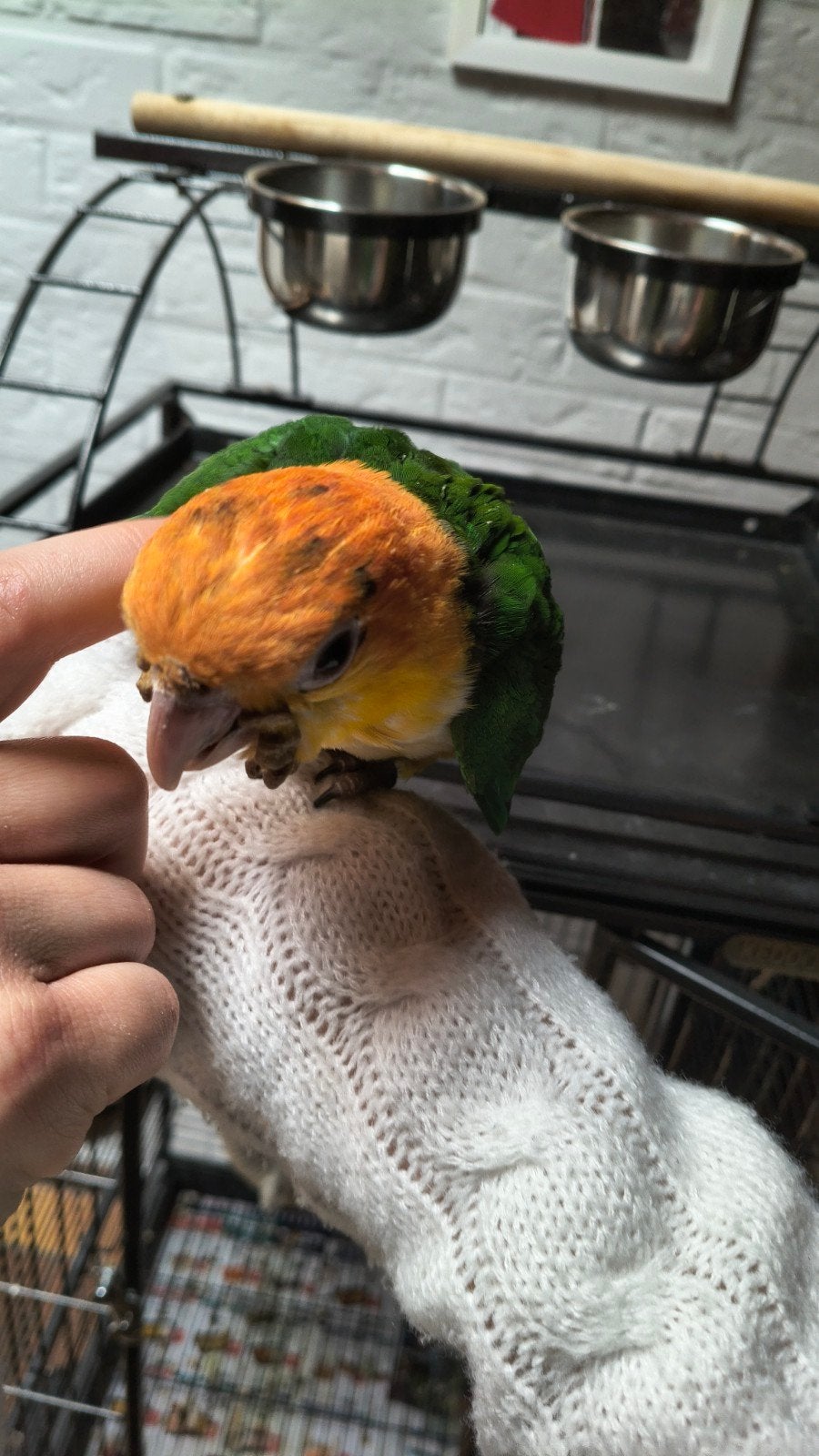 Roestkop caique handtam, Geslacht onbekend, Papegaai, Geringd