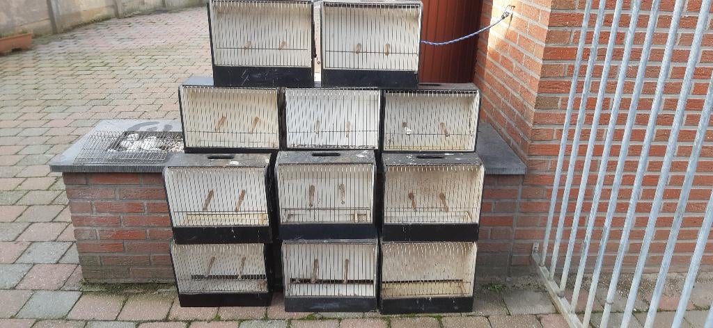 Te Koop 11 TT kooien, Dieren en Toebehoren, Ophalen, Gebruikt