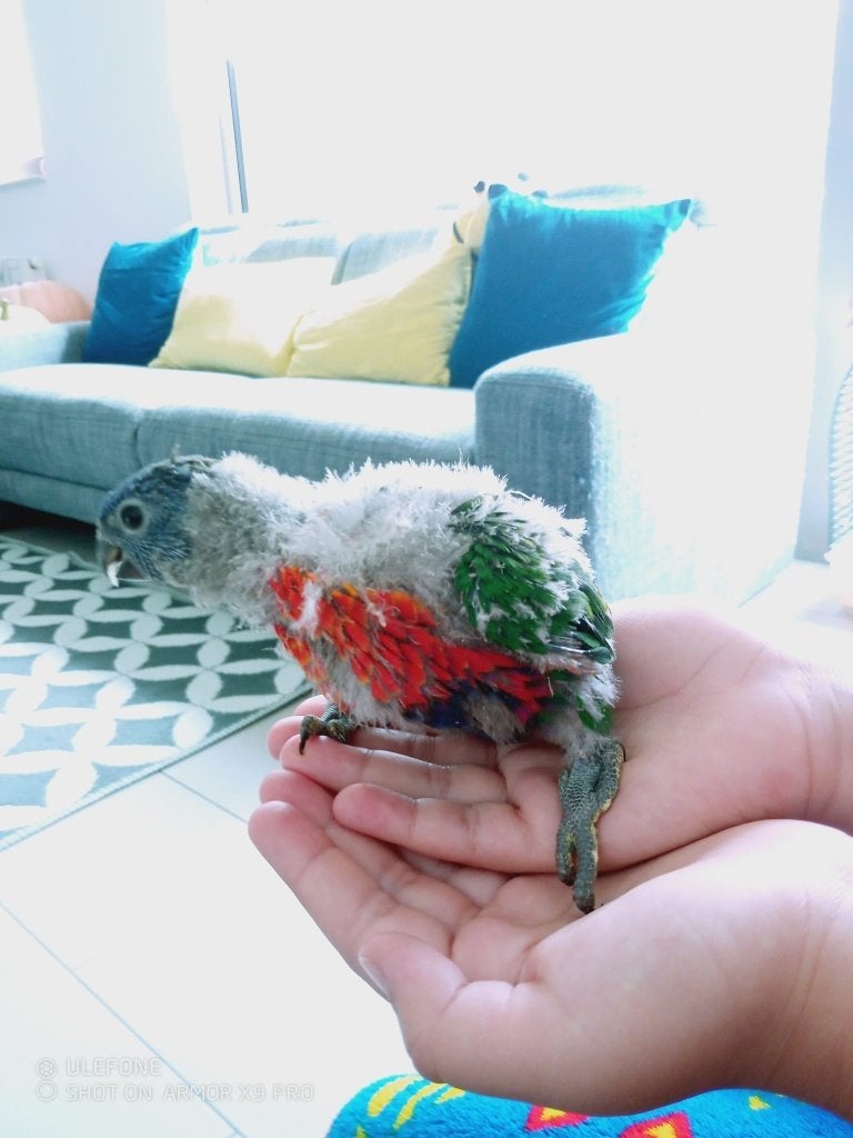 Een handtam lori baby van de blouw berge, Dieren en Toebehoren, Meerdere dieren, Parkiet, Tam