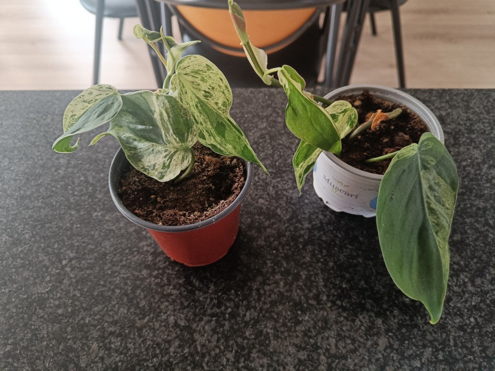 philodendron scandens variegata, Ophalen