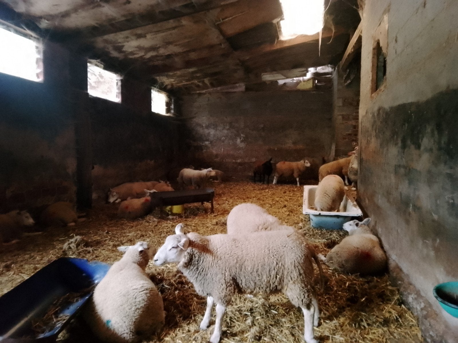 lammeren ouder dan 6 maanden, Dieren en Toebehoren, Schapen, Geiten en Varkens
