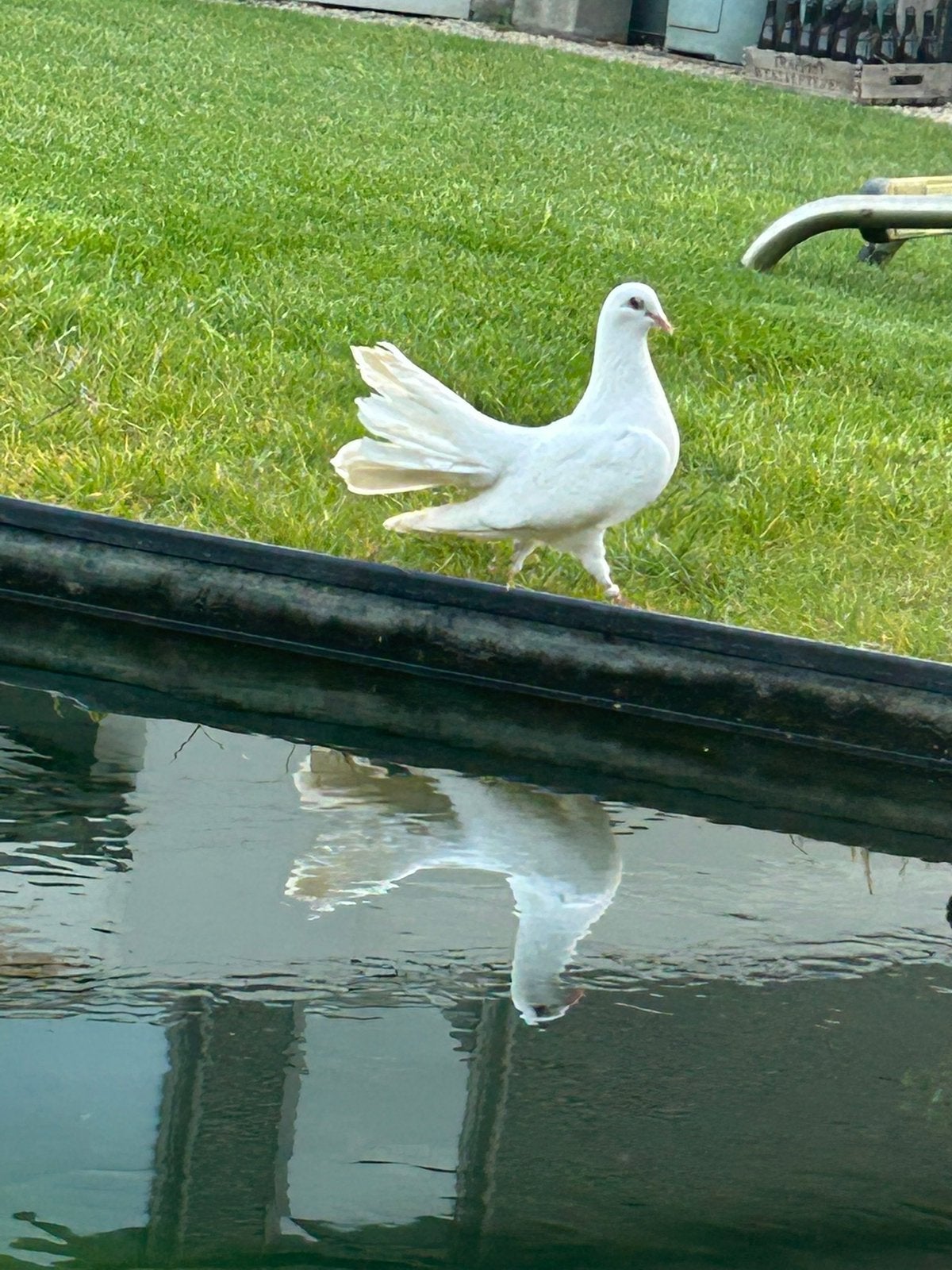 Pauwstaartduif, Dieren en Toebehoren