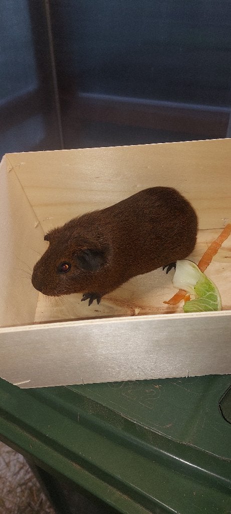 Cavia zeugje goud agouti, Cavia, Augustus, Vrouwelijk, Tam