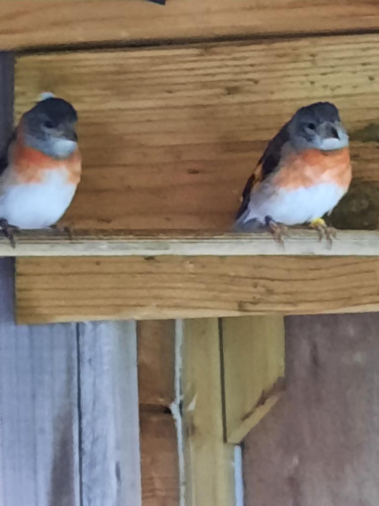 Kapoetsensijs, Dieren en Toebehoren, Vogels | Overige Vogels, Tropenvogel, Geringd
